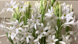 How to Divide Tuberoses Bulbs