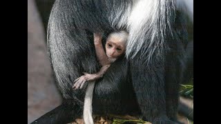 Colobus Monkey Baby