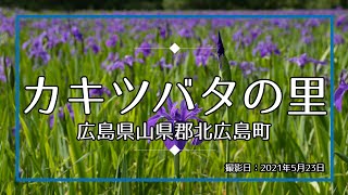 初夏の訪れ 北広島町のカキツバタを見に行ってみた