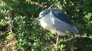 ゴイサギ（1）成鳥と幼鳥（清瀬金山緑地公園等） - Black-crowned night heron - Wild Bird - 野鳥 動画図鑑