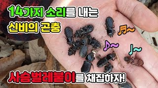 14가지 소리를 내며 애벌레를 키우는 희귀곤충! 사슴벌레붙이를 채집하고 키워보자![TV생물도감]