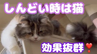 【側に猫】猫は元気回復剤！効き目・即効力文句なし！！