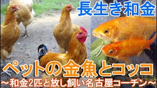 ペットの金魚とニワトリ～長生きな和金2匹と庭で放し飼いの名古屋コーチンとひよこ～