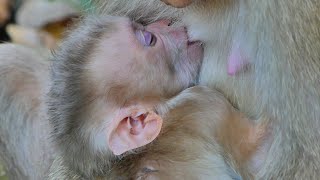 SO ADORABLE CUTIE BABY FALL DRINKING SWEET MILK MOMMY.