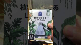 ［植物育成ライト］ #植物を育てるLEDライト #ホームセンター で見つけた #植物育成ライト #ミニレビュー #植物ライト #育成ライト #チランジア #エアープランツ #レビュー