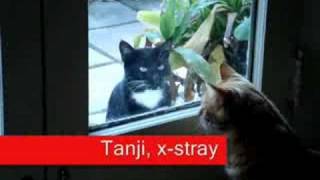 Cat Trapping, help from Fixnation.org TNR (Trap Neuter Release)