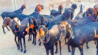 ابلک بیتل اور شیرا پرنٹ بکریاں Ablak Beetal|| Shera Print || Goats For Sale || goat farming Pakistan