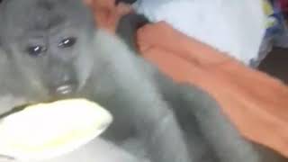 Vejá o macaco mais fofo