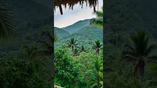 Rainy season, view from tropical hut window