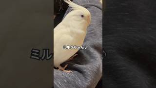 ただ可愛いだけ#オカメインコ#アルビノ#cockatiel