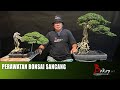 PERAWATAN BONSAI SANCANG