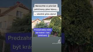 Nenechte si jehličnany přerůst přes hlavu