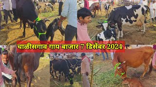 चाळीसगाव गाय बाजार live 🔴 7 डिसेंबर 2024 || Hf जर्सी गावरान, गीर गाईंचा बाजार #cowmarket2024