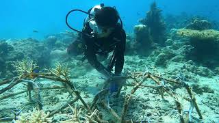 Coral Spider Monitoring - Anambas Islands