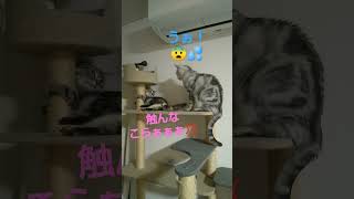 機嫌が悪すぎてサンタにキレるリブ #shorts #アメショ #cat #猫 #サンタとリブ #イライラ