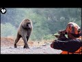 Amazing : How Do Texas Farmers Hunt Millions Of Baboons | Wild Boar Hunting