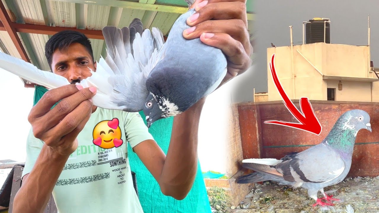 Par Kata Dobaz Kabootar Pakda Youtube