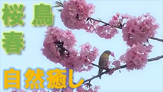 【自然癒し】春 桜 鳥 さくら 花 / 自然 癒し 自然風景 ストレス解消 ヒーリング リラックス