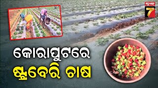 Empowering Farmers Through Strawberry Cultivation | କୋରାପୁଟରେ ଷ୍ଟ୍ରବେରି ଚାଷ କରି ରୋଜଗାରକ୍ଷମ ଚାଷୀ