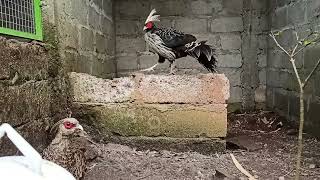 kalij pheasant breeding