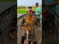 অবিশ্বাস্য মাছ ধরার একটি সুন্দর মুহূর্ত fish shorts fishing