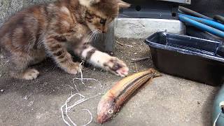 初めて魚を見た子猫の反応がすごい/The reaction of a kitten who saw a fish for the first time is amazing