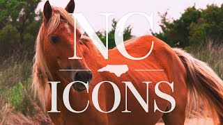 North Carolina Icons: The Wild Horses of Shackleford Banks