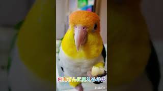 シロハラインコ華ちゃん🐥（登場👣🚪👋🏡🍌😋👀😻❓）