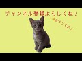 保護した黒猫が徐々に自分の名前を認識してきた。