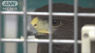 住宅の庭の石の上に鷹　男性が手で捕まえる　厚木市(16/10/05)