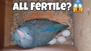 Superfast Breeding Of Pacific Parrotlets || All About Pets (Hindi)