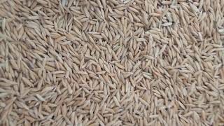 ANKUR SONAM PADDY SEEDS