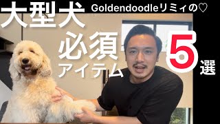 【厳選】大型犬リミィの必須アイテム５選！【ゴールデンドゥードル】