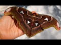 Giant Moth: Phillipinean atlas moth; Attacus lorquinii