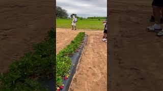 Fun time at Rockberry Ranch Strawberry picking