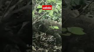 the way the komodo dragon dragon crushes the bones of prey#shorts#wildlife#animals#komodo