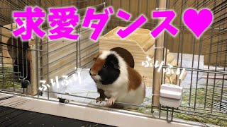 【リピート確定！】 みそかつ ( モルモット オス ♂ )  の 初 求愛ダンス ! 初心者飼育【レックスモルモット】飼育20