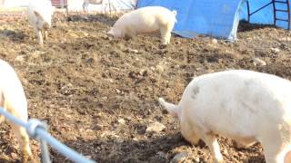 Pigs playing and rooting