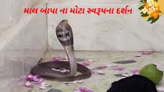 માલ બાપા ના મોટા સ્વરૂપના દર્શન || kinju's kitchen \u0026 vlogs...