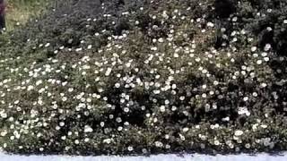 Cistus salviifolius - Sage Leaf Rockrose