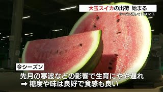 「糖度や味、香りは良好」早くも大玉スイカの出荷始まる【スイカの名産地】熊本・植木地域から関東や関西へ