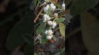 #Sessile joyweed#Sissoo spinach#Brazilian spinach#Alternanthera sessilis#white bract#ಹೊನಗೊನ್ನೆಸೊಪ್ಪು