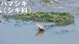 【日本の野鳥】ハマシギ Dunlin（シギ科）　＃日本の野鳥＃ハマシギ＃シギ科