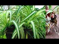 Spider plant (Chlorophytum comosum) care and propagation #ChlorophytumComosum #SpiderPlant