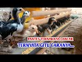 HASILNYA BAGUS! Cara Ternak Ayam Kampung Modal Kecil Part 2