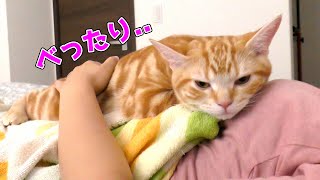 朝からママのお腹の上でゴロゴロ甘える猫がかわいい...！