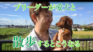 ブリーダーが愛犬と散歩するとこうなる Time for walkies with William