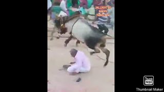 கூட்டத்தில் சீரிபாய்ந்து பறக்கவிட்ட காளை .....Subscribe 🔔......JALLIKATTU MASS TAMILAN...👍👍