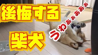 【しゃべる】最後のご飯を早食いし、ものすごく後悔してる柴犬　～[Talking] Shiba Inu who eats the last meal early and regrets terribly