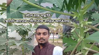 পেঁপে চাষ পদ্ধতি, ছোটো জাতের পেঁপে চাষ বাড়ির আঙিনায় 😱